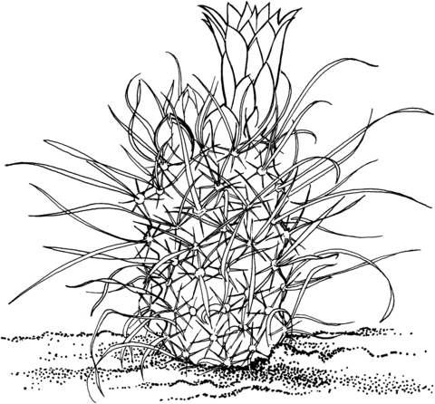 Toumeya Papyracantha Or Gramma Grass Cactus Coloring Page